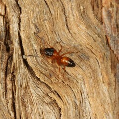 Opisthopsis rufithorax