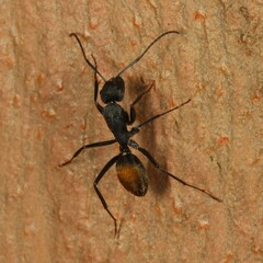 Camponotus aeneopilosus