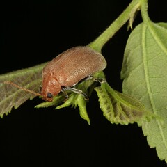 Menippus cynicus