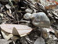 Entoloma subsaundersii