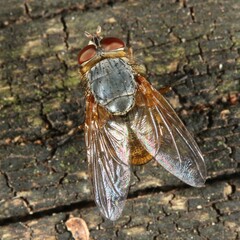 Calliphora hilli