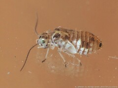 Teliapsocus conterminus