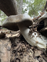 Entoloma subsaundersii