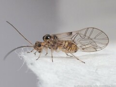 Teliapsocus conterminus