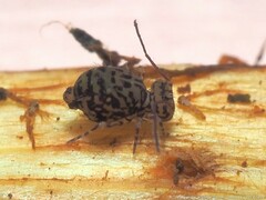 Ptenothrix marmorata