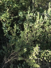 Clinopodium chilense