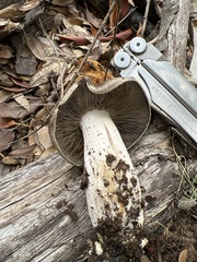 Entoloma subsaundersii