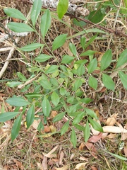 Murraya paniculata