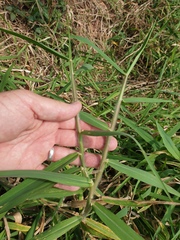 Urochloa mutica