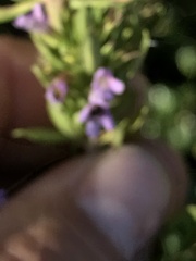 Clinopodium chilense