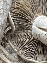 Entoloma subsaundersii