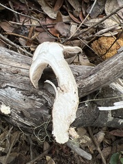 Entoloma subsaundersii