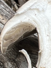 Entoloma subsaundersii