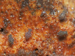 Ptenothrix marmorata