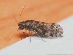 Trichadenotecnum slossonae