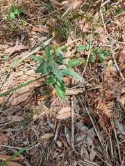 Desmodium uncinatum