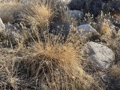 Elymus elymoides