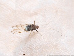 Drepanaphis acerifoliae