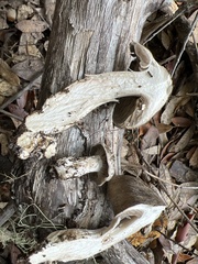 Entoloma subsaundersii