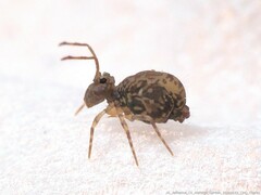 Ptenothrix renateae