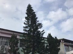 Eutacta