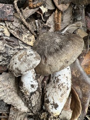 Entoloma subsaundersii