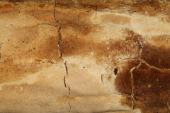 Perenniporia bostonensis
