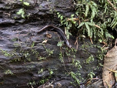 Plethodon elongatus