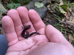 Plethodon elongatus