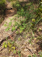 Solanum seaforthianum