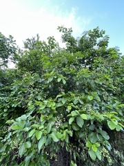 Cordia dentata