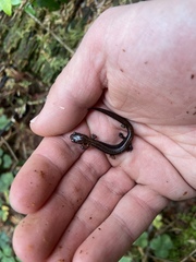 Plethodon elongatus