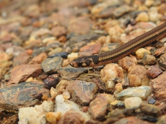 Tantilla melanocephala