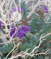 Phacelia crenulata