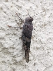 Trimerotropis pallidipennis