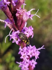 Acmaeodera pulchella