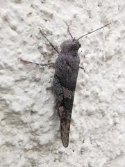 Trimerotropis pallidipennis