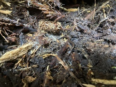 Plethodon elongatus