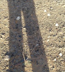 Atrichoseris platyphylla