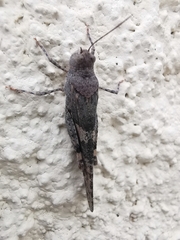 Trimerotropis pallidipennis