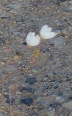 Atrichoseris platyphylla