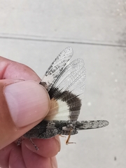 Trimerotropis pallidipennis