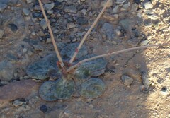 Atrichoseris platyphylla