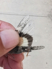 Trimerotropis pallidipennis