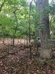 Cercis canadensis
