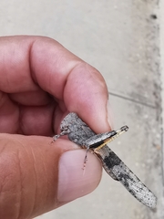 Trimerotropis pallidipennis