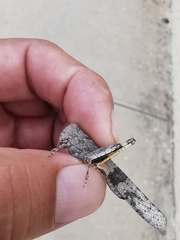 Trimerotropis pallidipennis