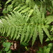 Athyrium Sect. Athyrium - Photo (c) Zack Harris, some rights reserved (CC BY-NC), uploaded by Zack Harris