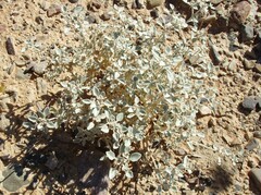 Tidestromia suffruticosa