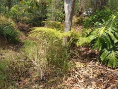 Pteridium esculentum